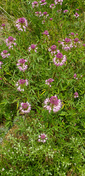 Great Sand Dunes National Park, Colorado